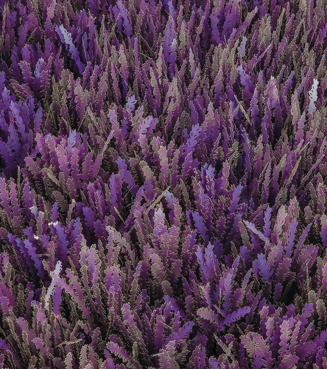 Paper-engineered Lavender Field — London, UK